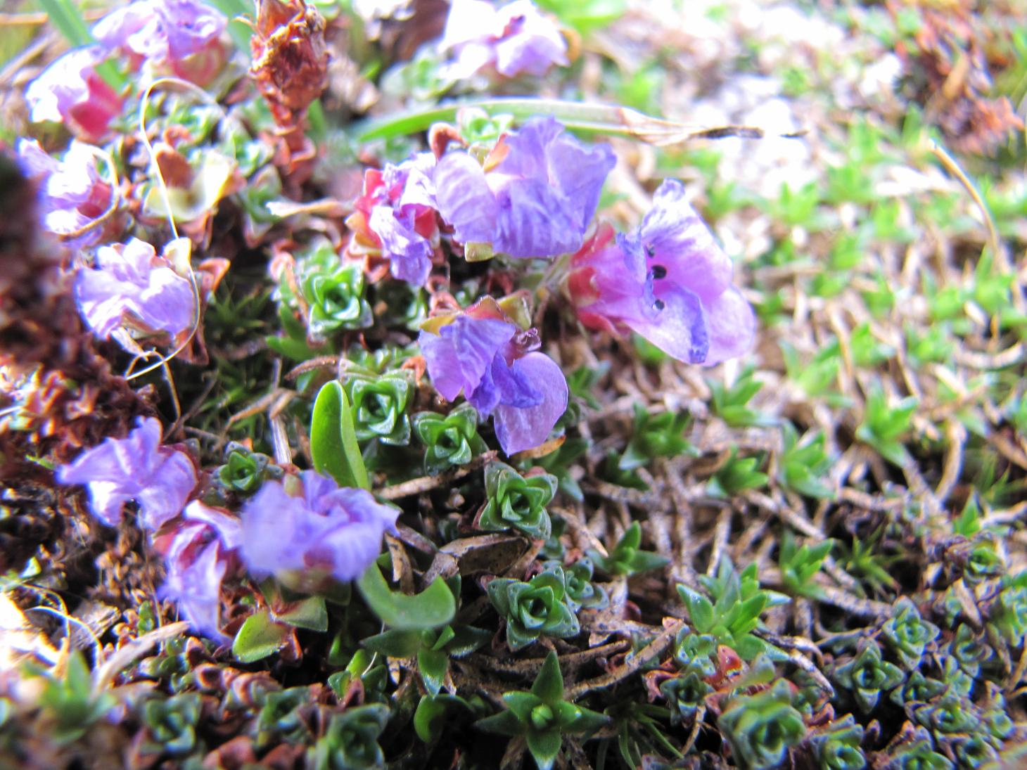 Saxifraga oppositifolia / Sassifraga a fg. opposte